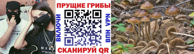 Псилоцибиновые грибы MAGIC MUSHROOMS  как найти закладки  Северо-Курильск 